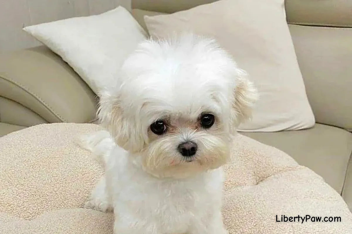 Ultimate Maltese Guide: Traits, Care, Training & Health Tips