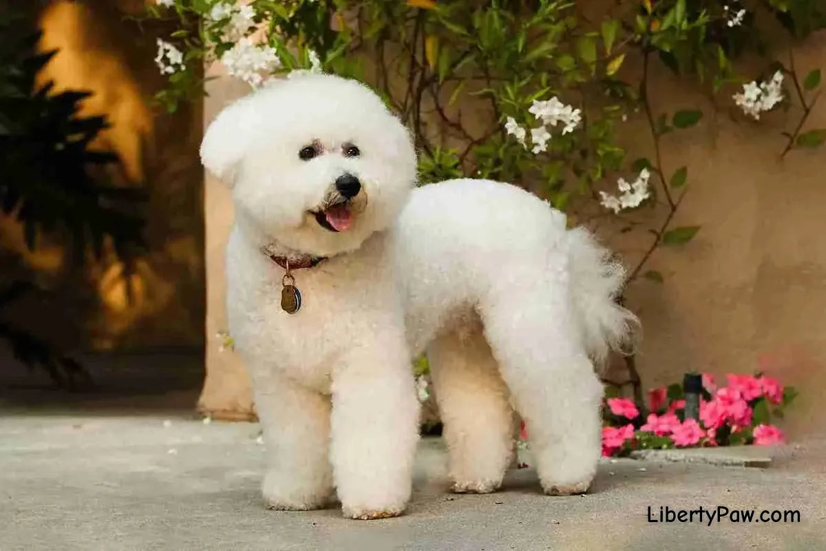 Maltipoo