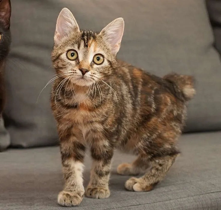 Manx-Cat-standing-on-sofa