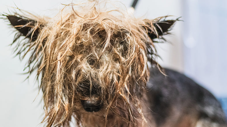 How to Remove Mats from Dog Hair Without Cutting