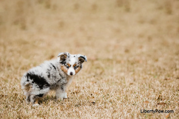 Ultimate Miniature American Shepherd Guide: Traits, Care, Training & Health Tips