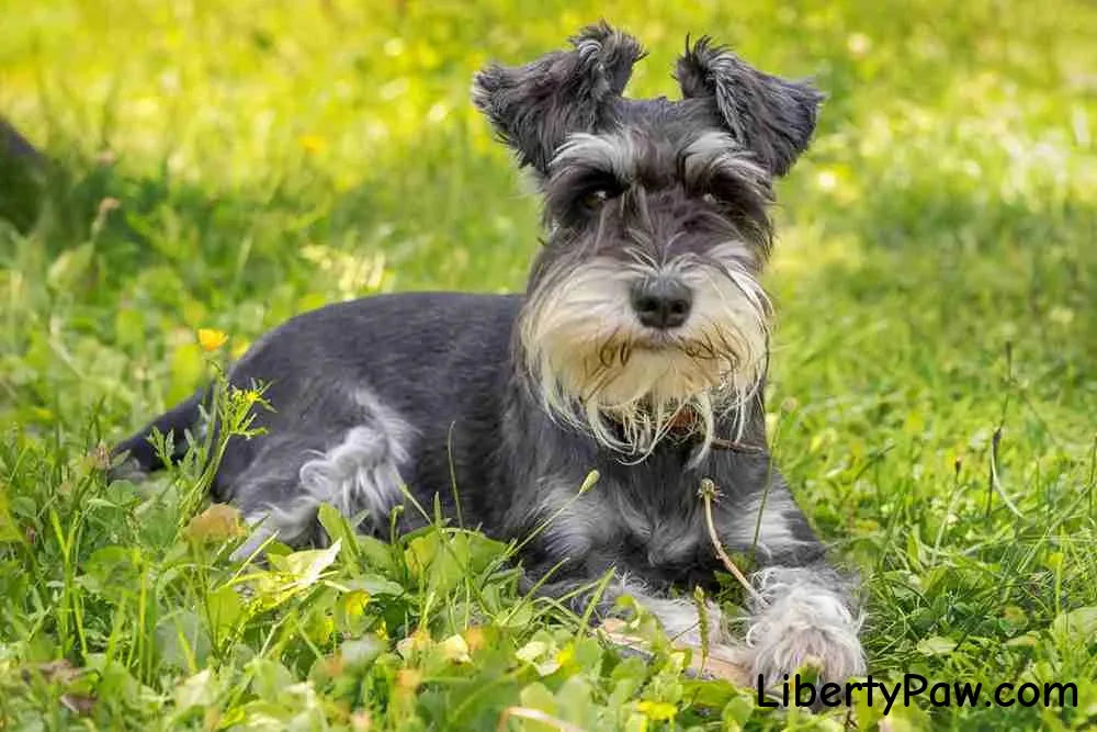 Miniature Schnauzer Breed Guide: Traits, Care, Training & Health Tips