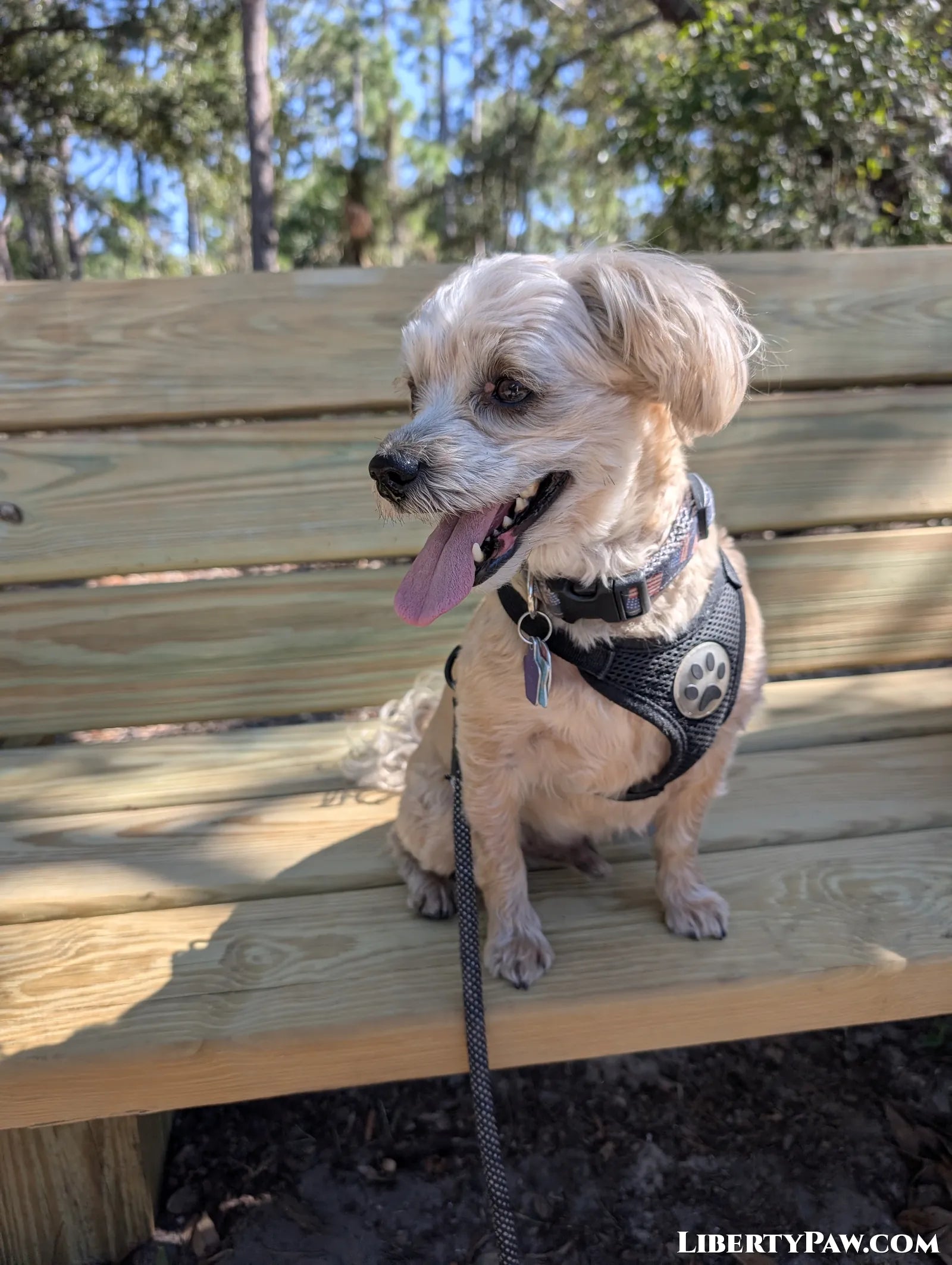 Ultimate Morkie Guide: Traits, Care, Training & Health Tips