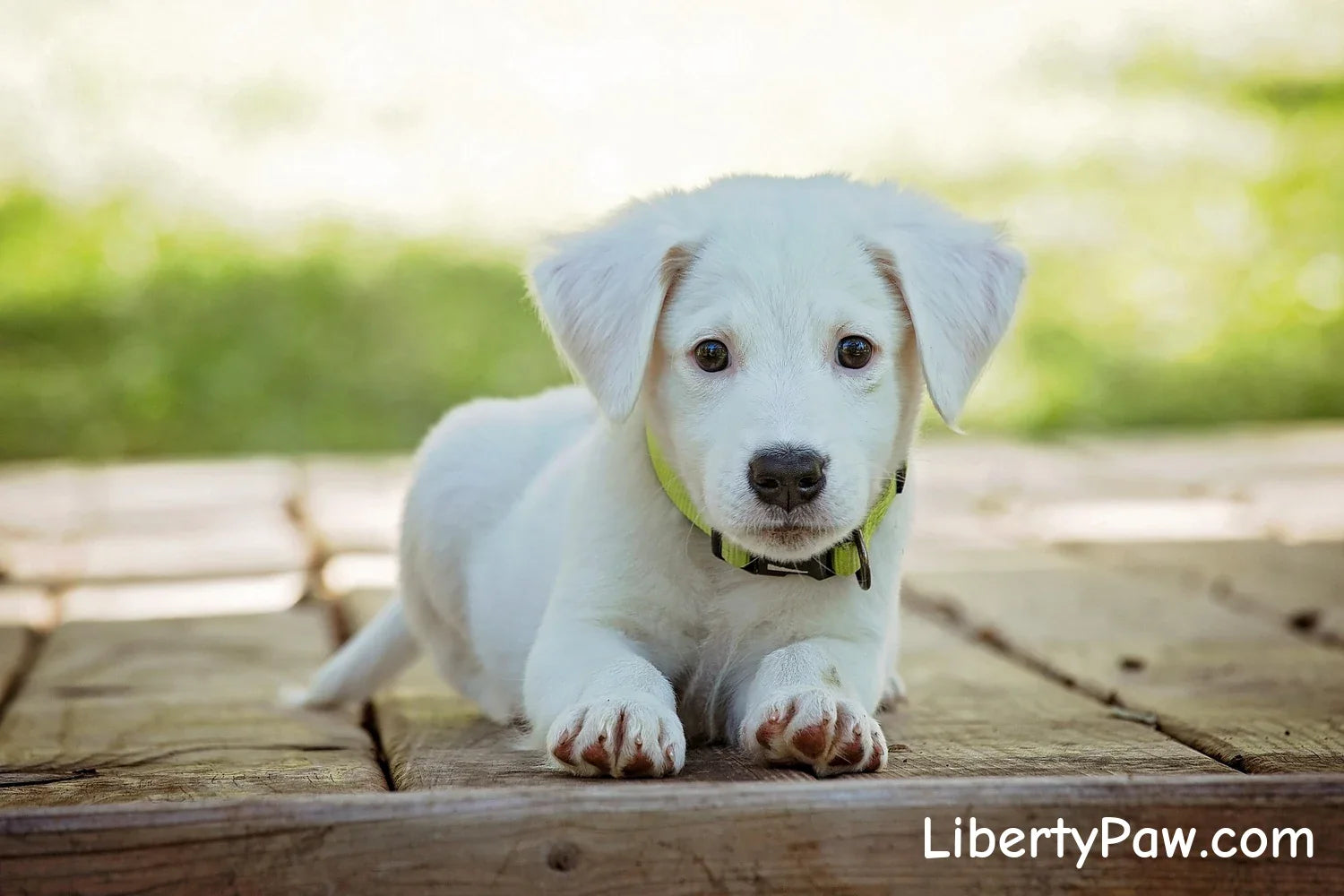 New puppy with essentials — pet care checklist for new dog owners