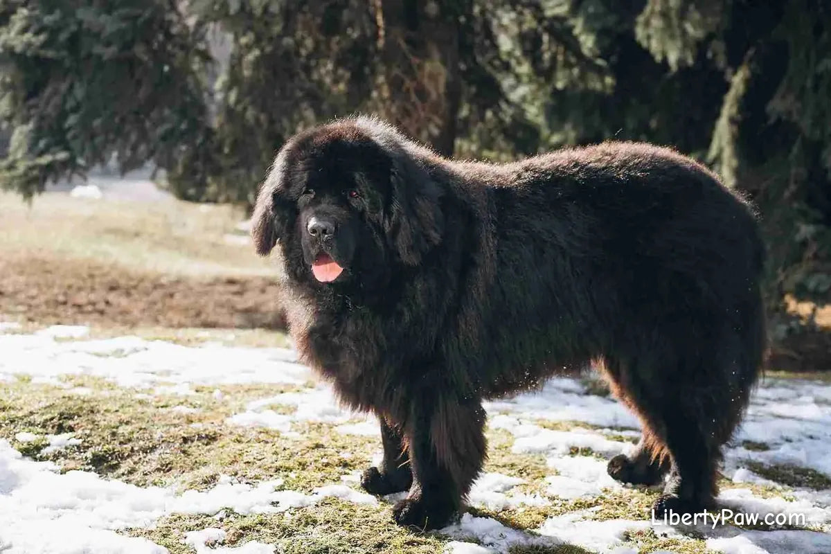 Ultimate Newfoundland Guide: Traits, Care, Training & Health Tips