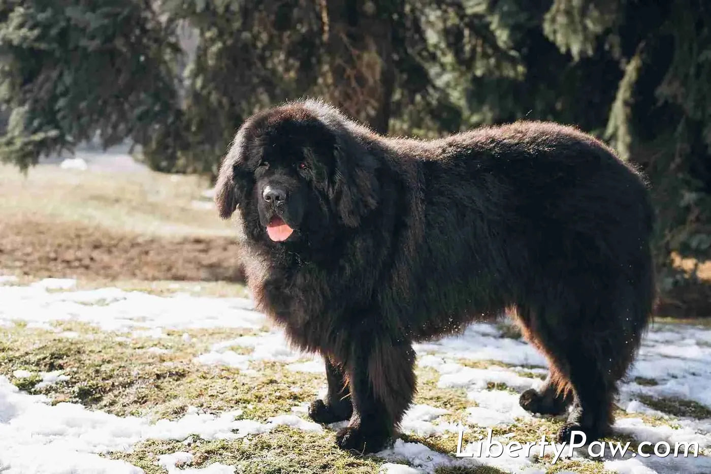 Best Dog Dryer for Newfoundlands: The Water-Dog Guide to Drying a Giant Coat