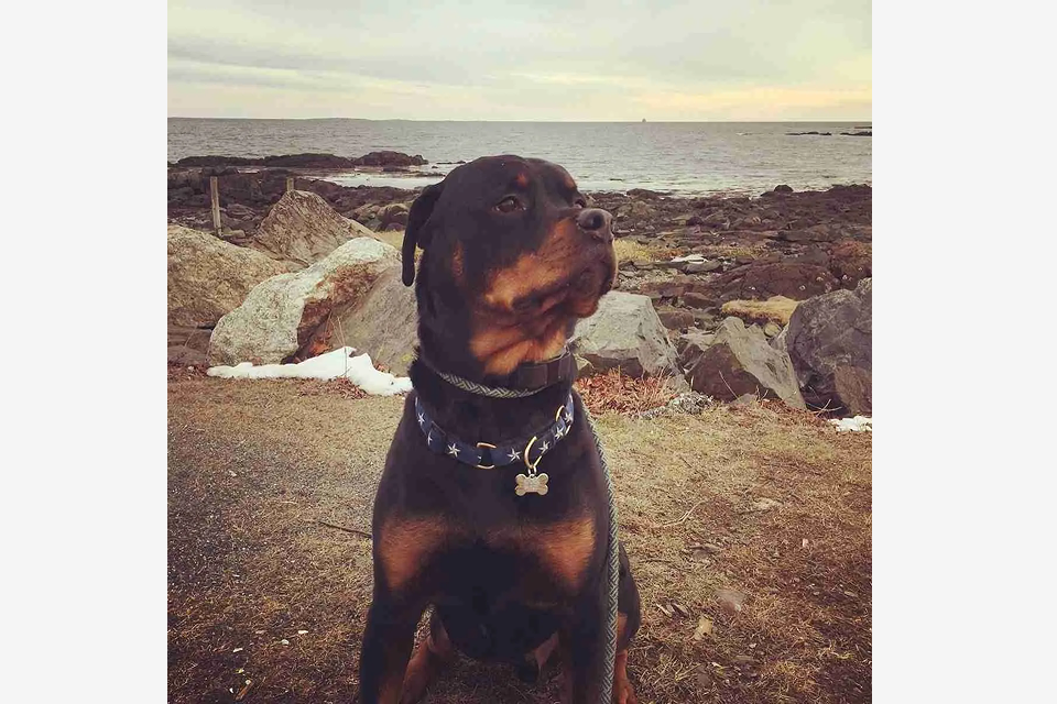 The Ultimate Guide to Dog-Friendly Vacations in the USA