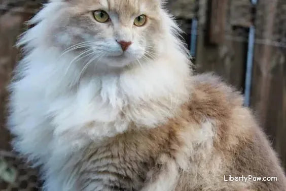 Norwegian Forest Cat