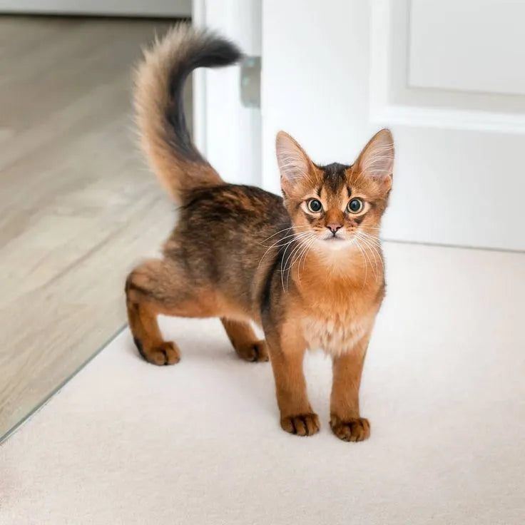 orange-somali-cat​-standing-on-floor
