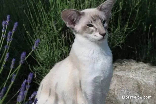 Oriental Shorthair Cat