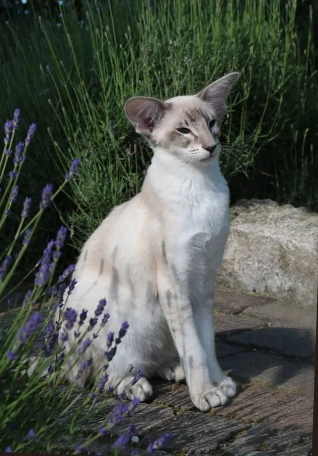 Oriental-Shorthair-Cat-standing-alert
