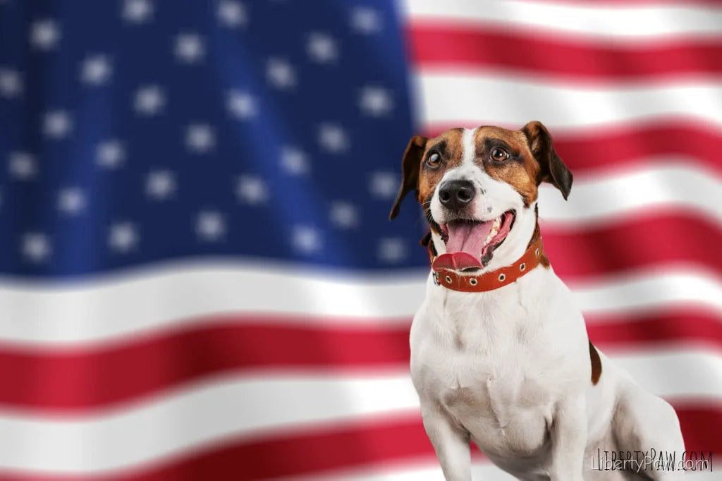 A dog posing outdoors with an American flag in the background