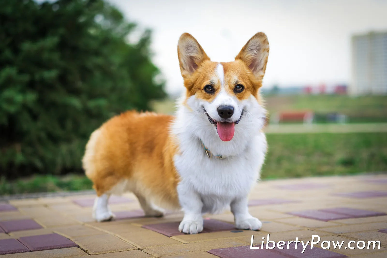 The Corgi Shedding Toolkit: What Actually Keeps Up With That Coat