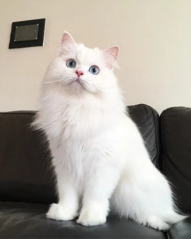 persian cat white​ Sitting