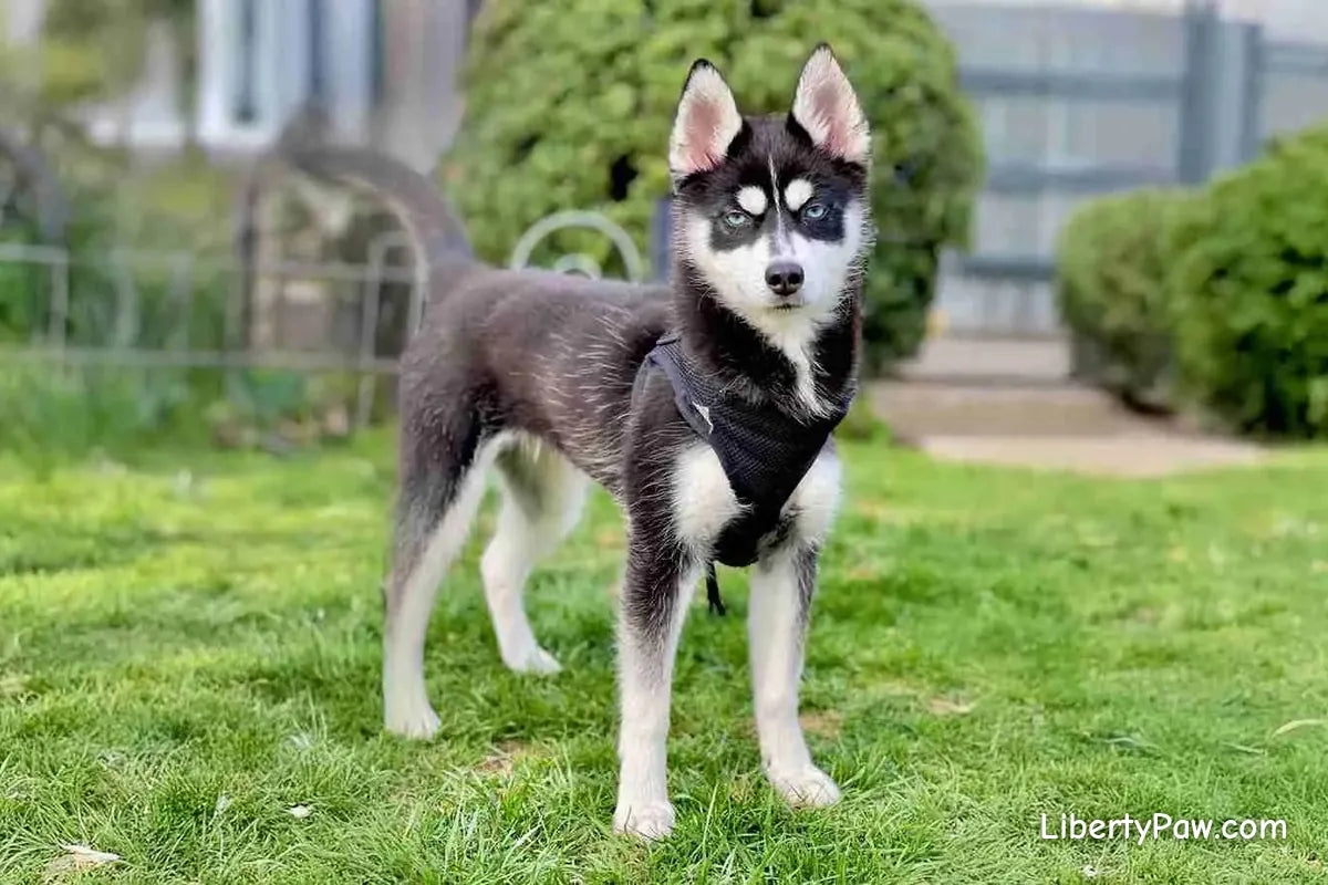 Pomsky Dog