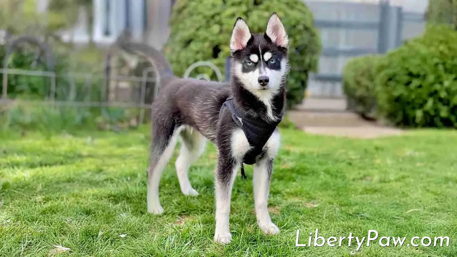 Pomsky Shedding: The Husky-Mix Toolkit for a Blown Undercoat