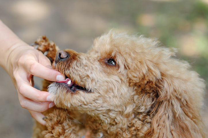 Poodle eating supplement