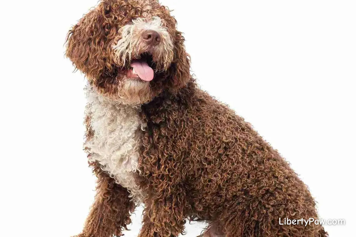 Best Dog Dryer for Portuguese Water Dogs: Drying a Coat That Mats Instead of Sheds