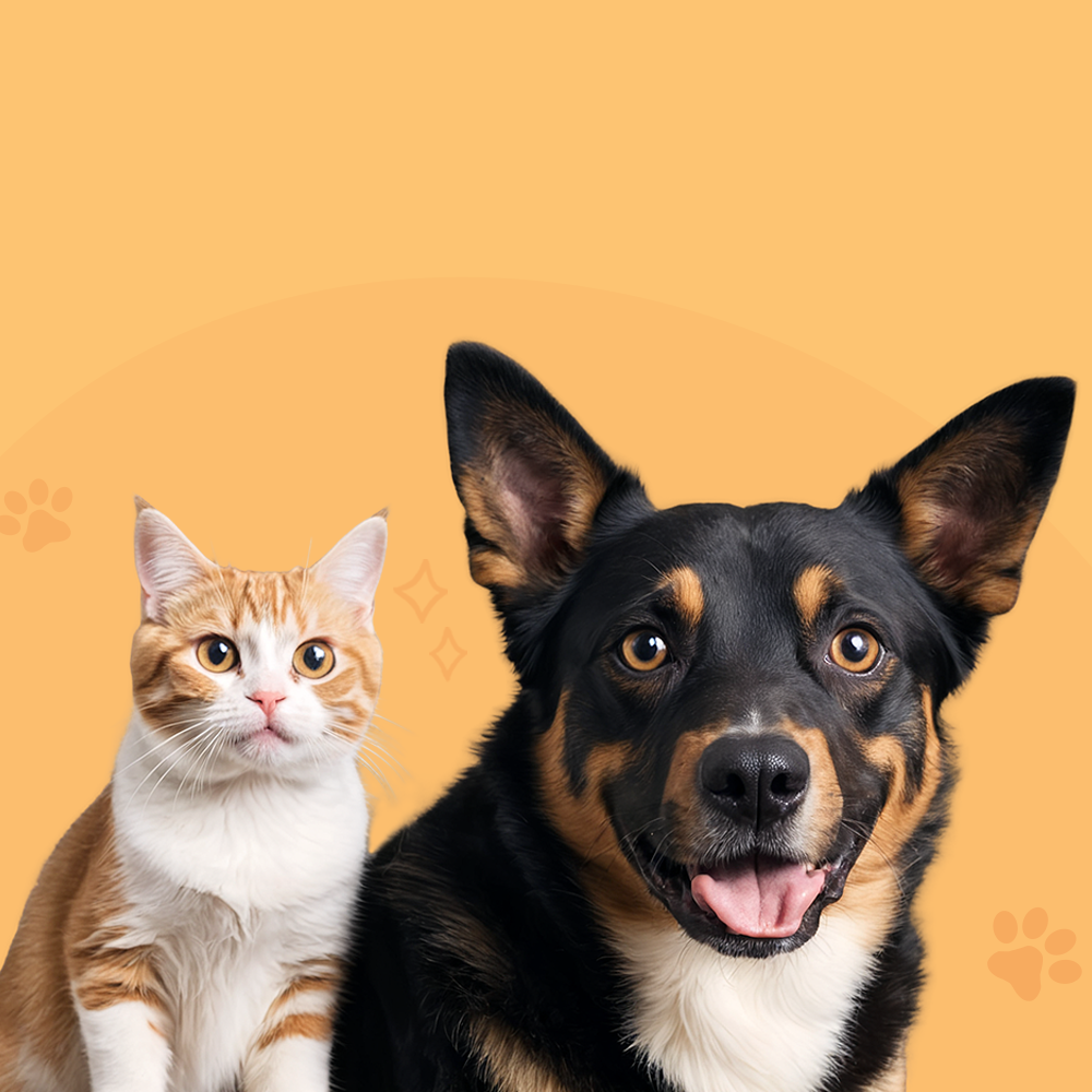 dog and cat
