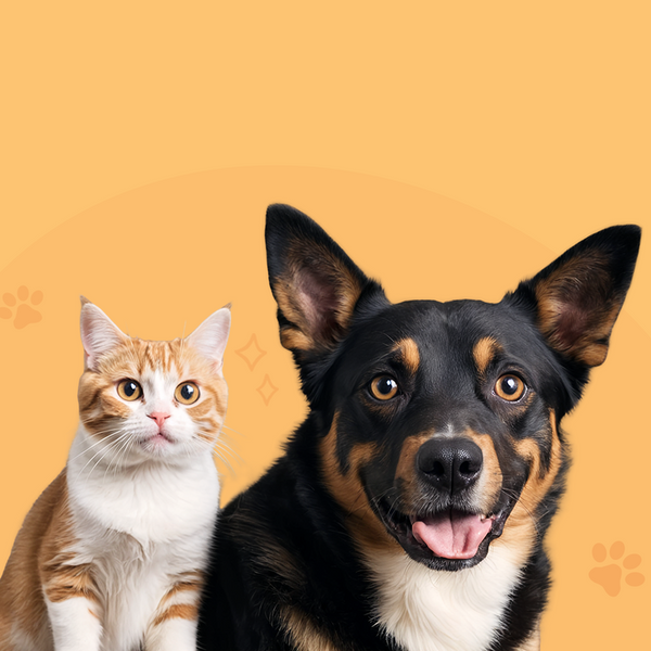 The Hidden Dangers of Imported Pet Products: Protect Your Pet Now