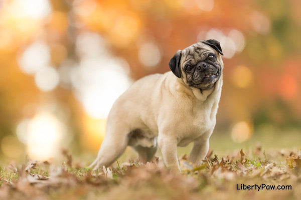Ultimate Pug Guide: Traits, Care, Training & Health Tips