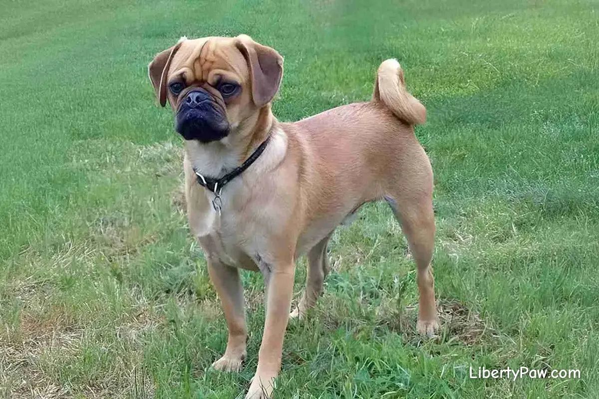 Puggle