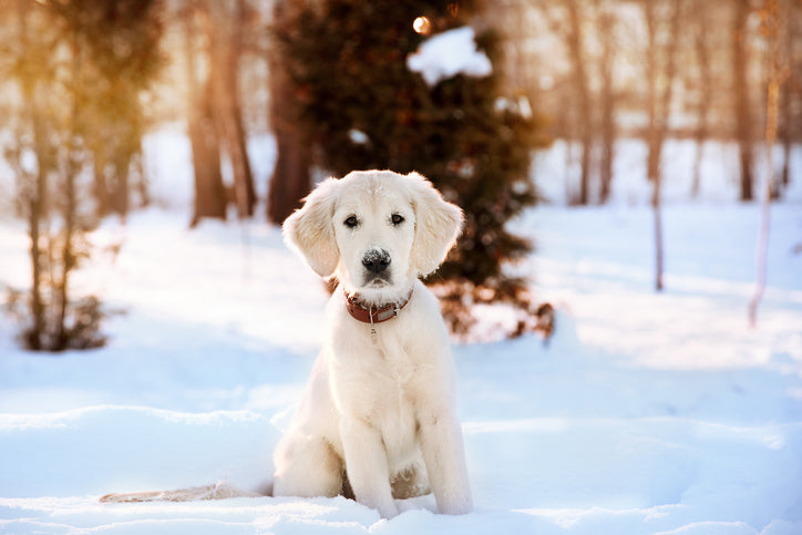 Cute puppy in snow