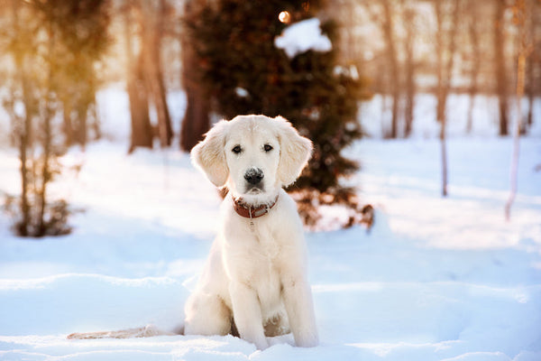Dog Safety in Winter