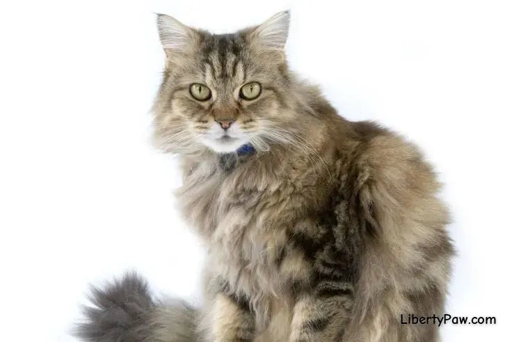 Ragamuffin Cat