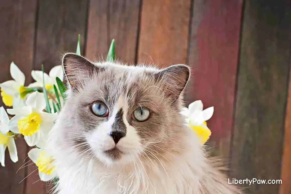 Ragdoll