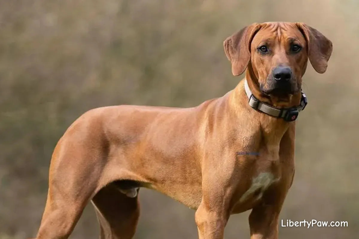 Ultimate Rhodesian Ridgeback Guide: Traits, Care, Training & Health Tips