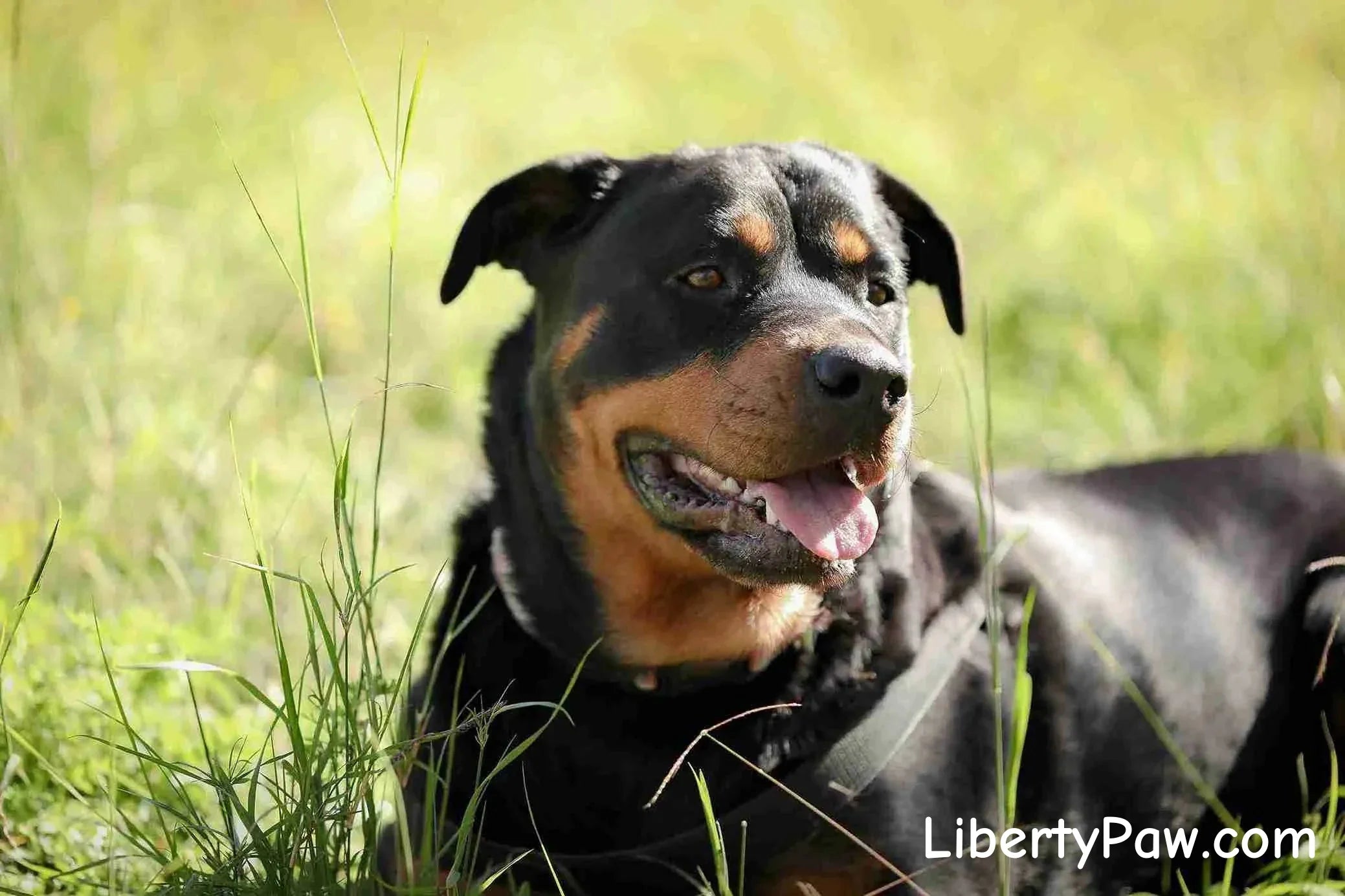 Rottweiler