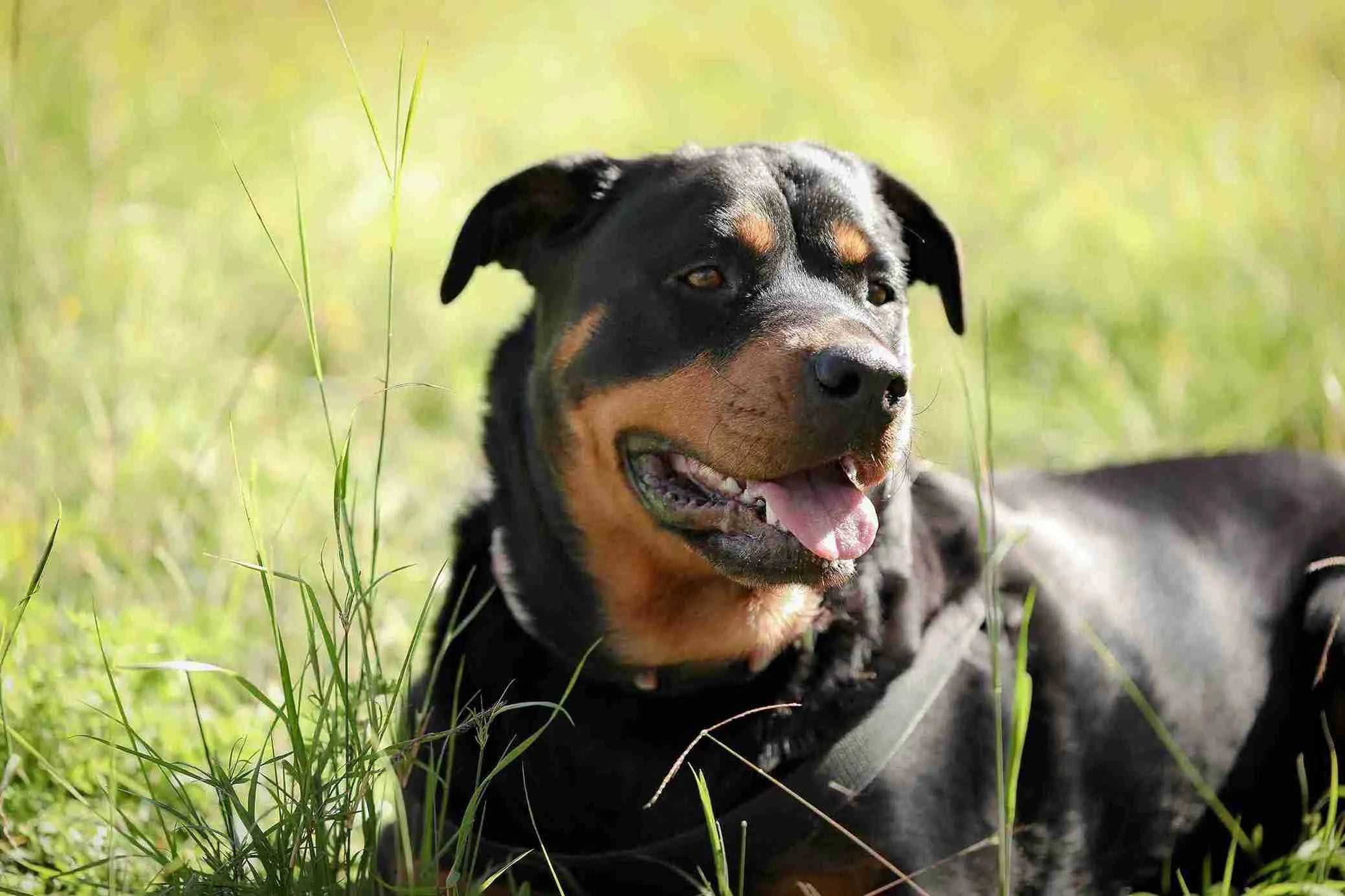 closeup-rottweiler-dog