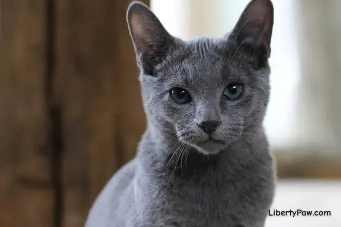 Russian Blue Cat