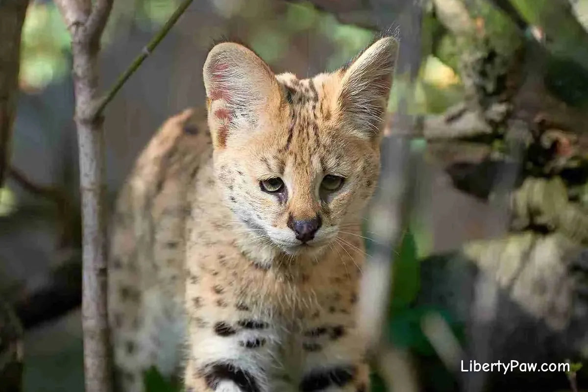 Savannah Cat