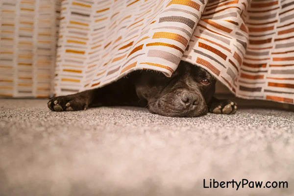 Thunderstruck No More: How to Calm Your Dog During Storms, Fireworks & Loud Noises