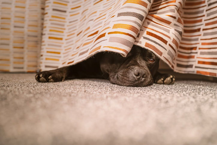 Scared dog under bed