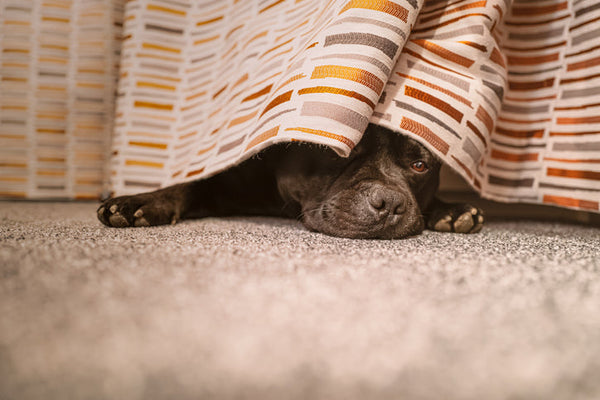 Natural Calming Supplements for Anxious Dogs: A Complete Guide