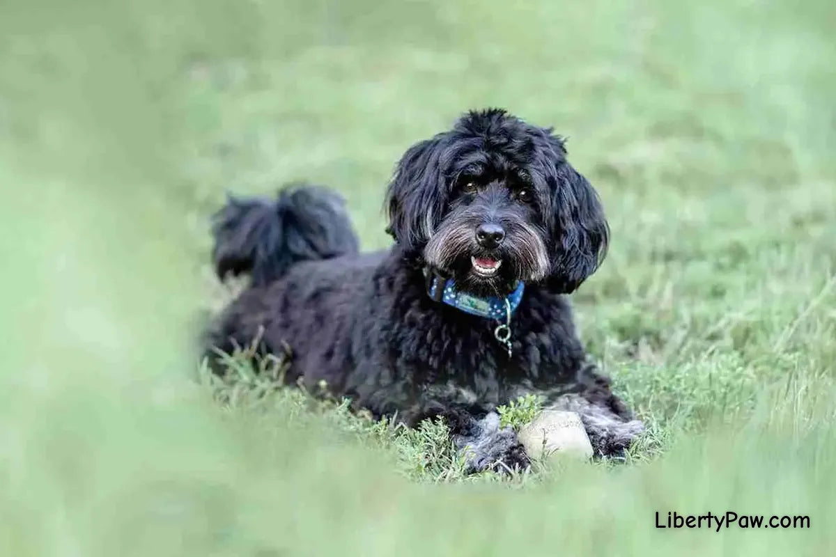 Schnoodle