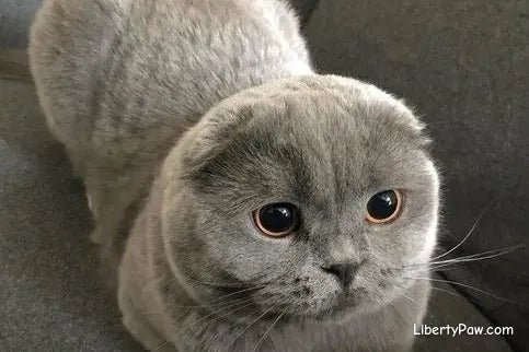 Scottish Fold