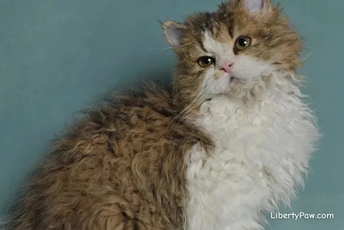 Selkirk Rex Cat