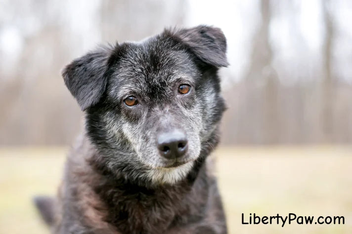 Why Patriotic Pet Owners Are Switching to USA-Made Joint Supplements