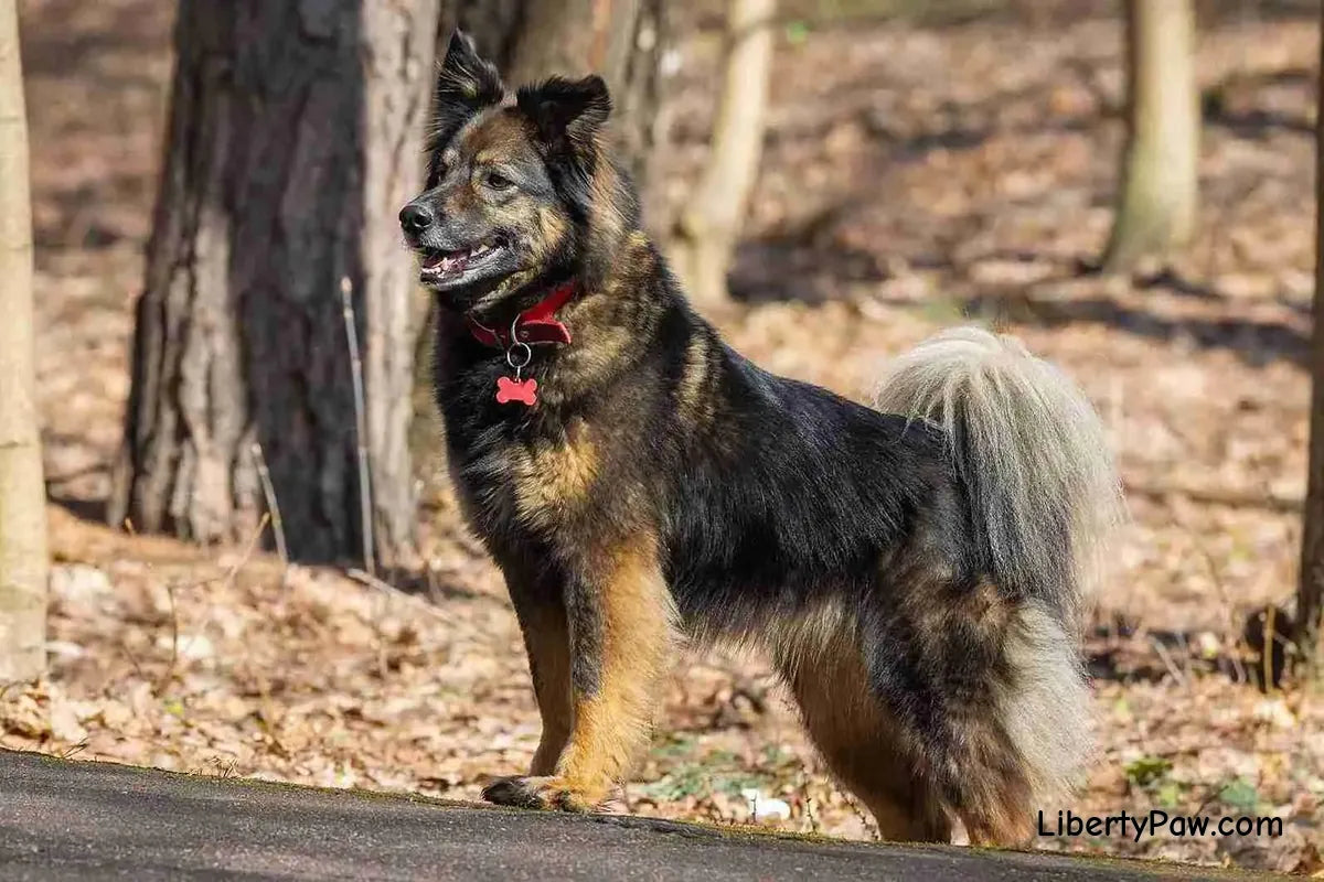Shepherd Chow