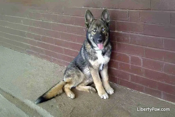 Best Dog Dryer for Shepskies: Drying a German Shepherd-Husky Double Coat