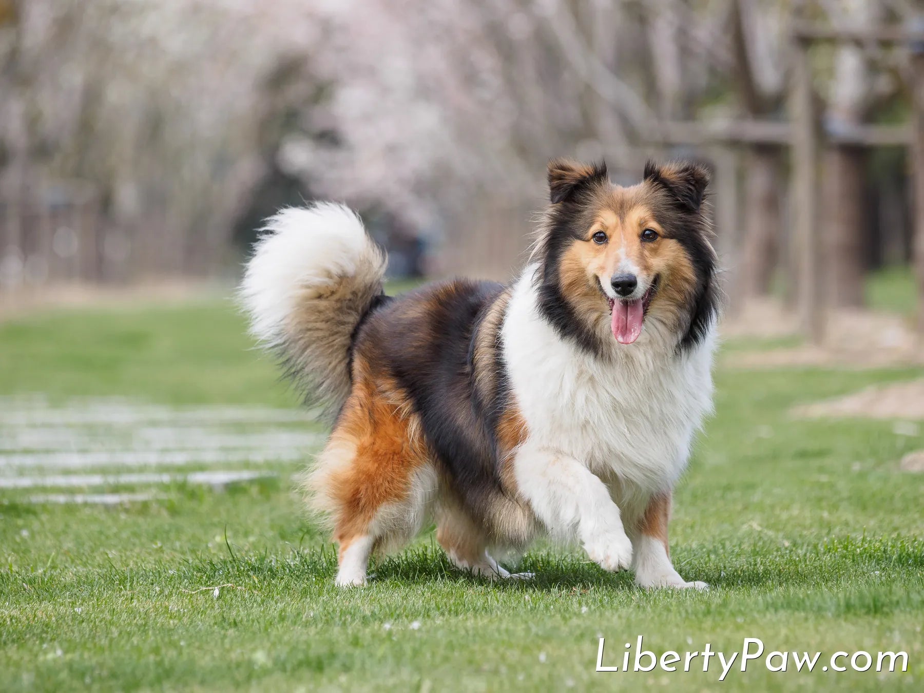 Sheltie Shedding Tools: What Actually Reaches the Undercoat