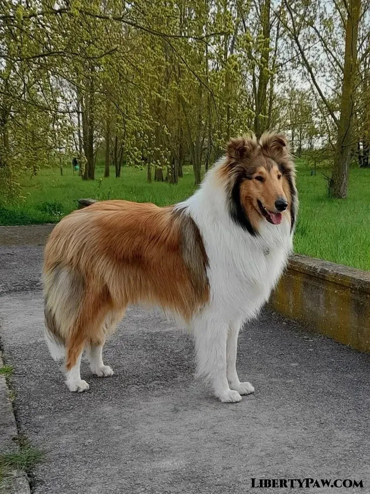 Ultimate Shetland Sheepdog Guide: Traits, Care, Training & Health Tips