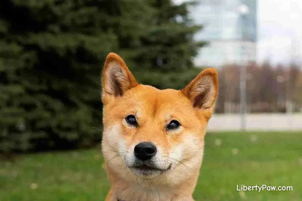Best Dog Dryer for Shiba Inus: Grooming a Dog That Gives You About Five Minutes