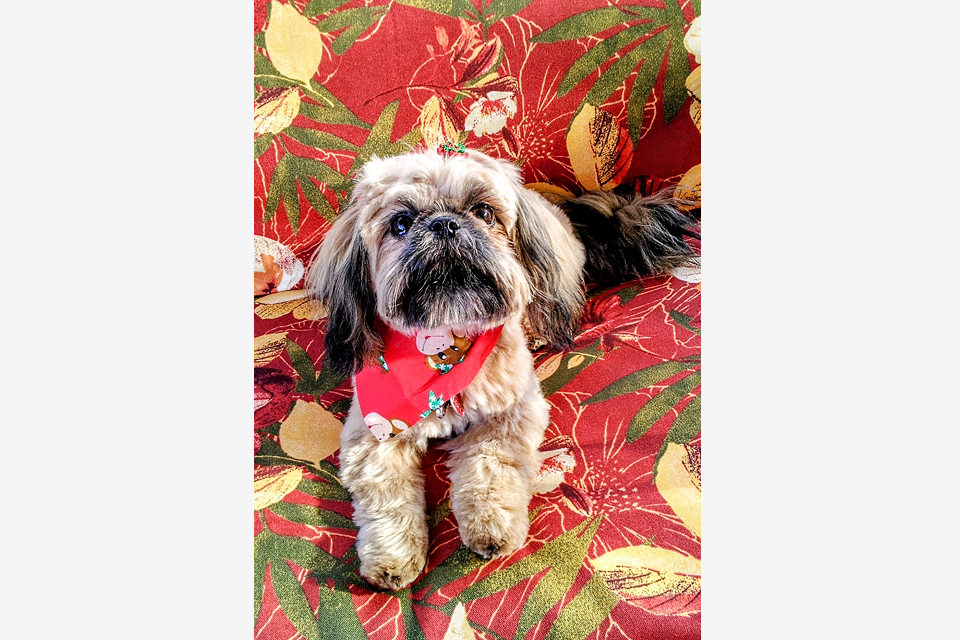 A cute Shih Tzu on coach