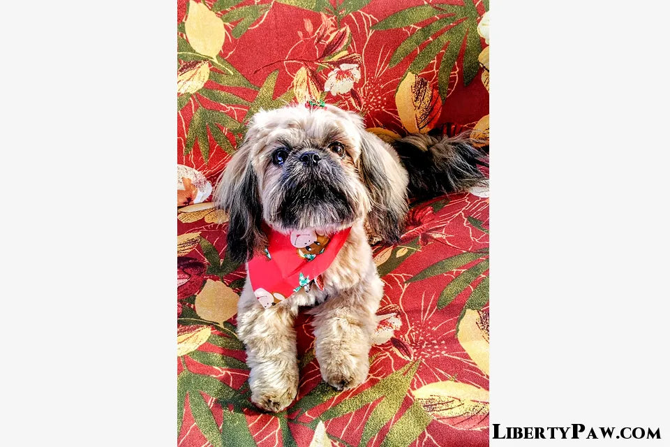 Ultimate Shih Tzu Guide: Traits, Care, Training & Health Tips