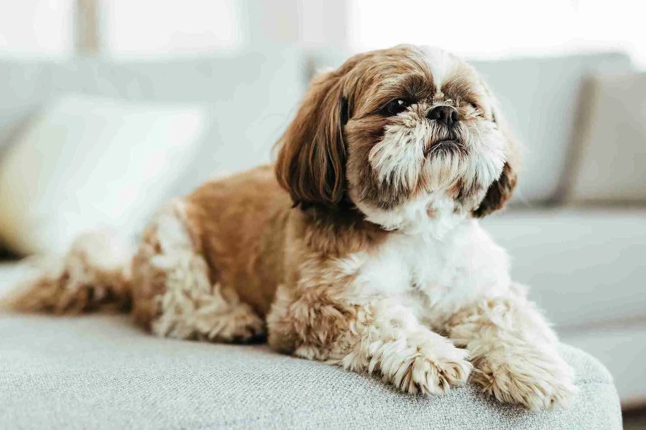shih-tzu-dog-relaxing-sofa-living-room